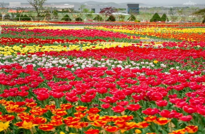억만송이 봄꽃대향연 튤립 수선화 축제 (출처:한국관광공사)