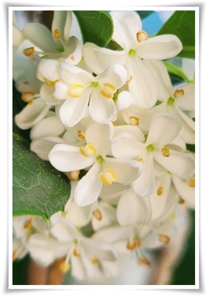 "금목서와 은목서" 한 번 맡으면 잊을 수 없는 가을 꽃의 향기!