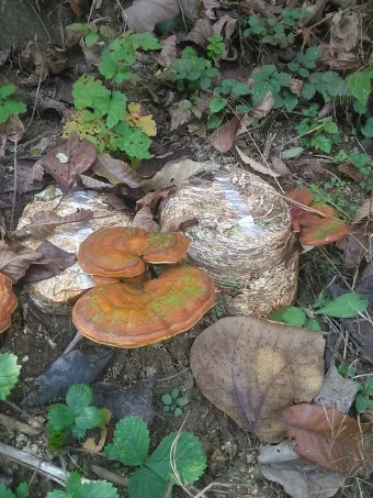 영지버섯 재배 배양 관리 온도 유지 건조 보관_6