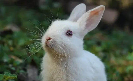 토끼 꿈해몽