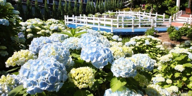 장생포 수국축제