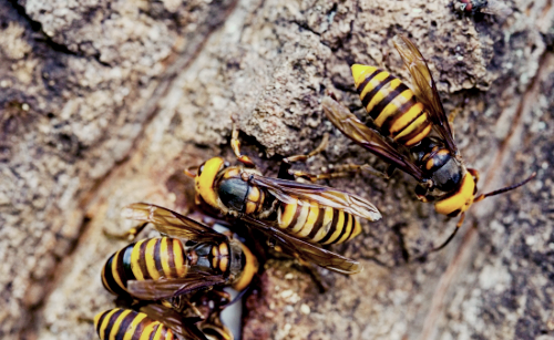 프로폴리스 효능