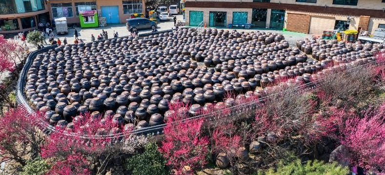 광양 매화마을 꽃길 산책로 전경과 여행 정보 안내