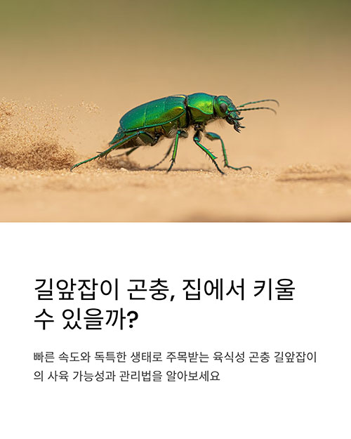 애완 곤충으로 적합한가요?