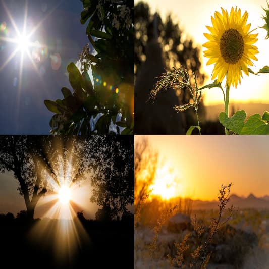 태양광합성인체에비타민D충전