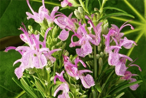 로즈마리효능10