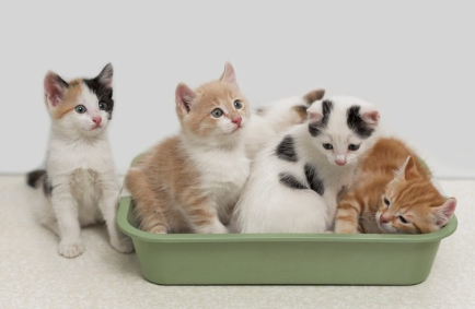 화장실에 들어가 있는 아기 고양이들.