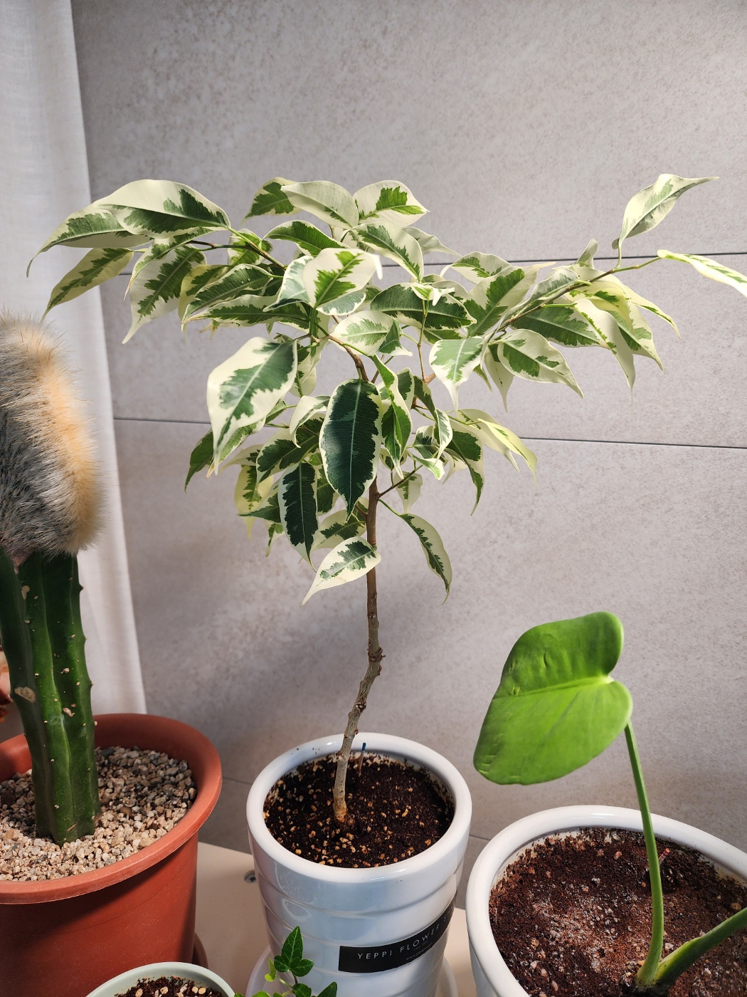 3년후 현재의 무늬벤자민 고무나무