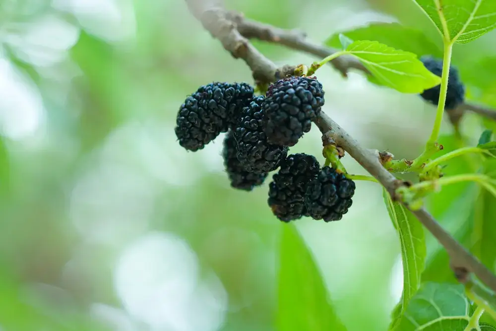 오디 효능 항산화
