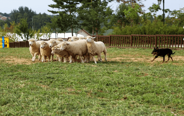 안성 팜랜드 목장 코스