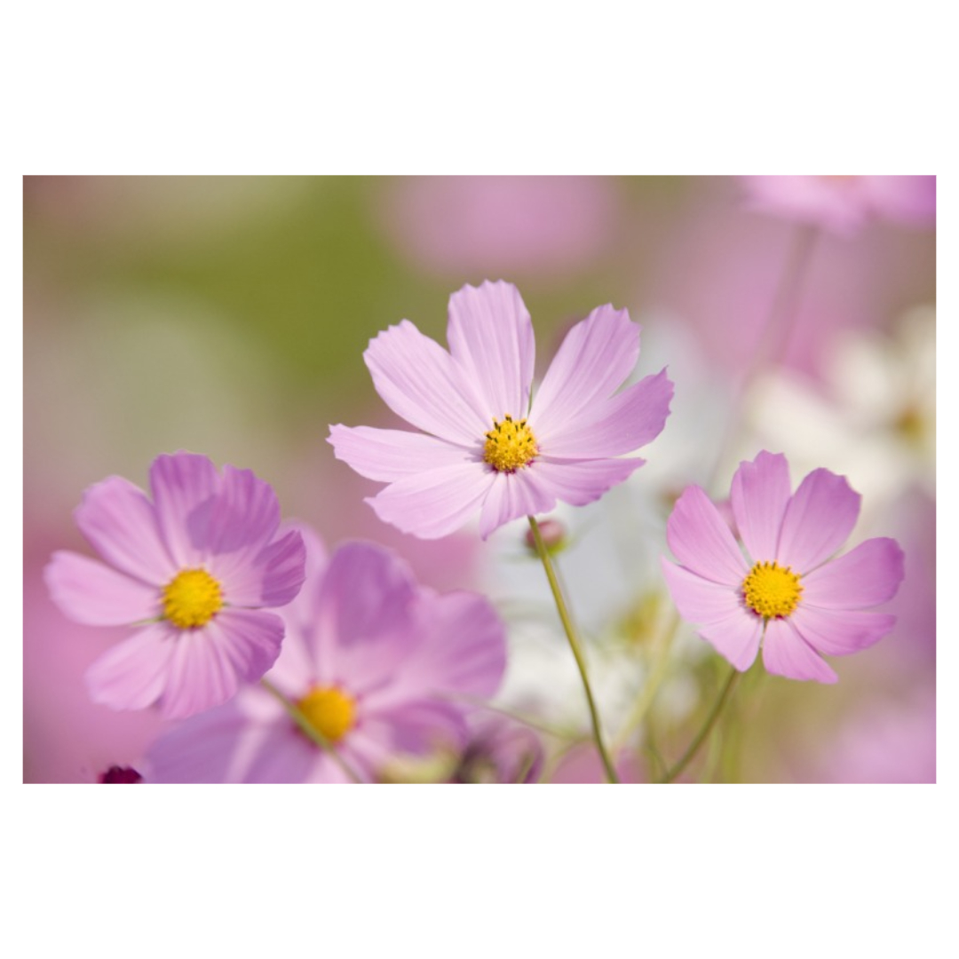 맥문동과 관련된 사진입니다.