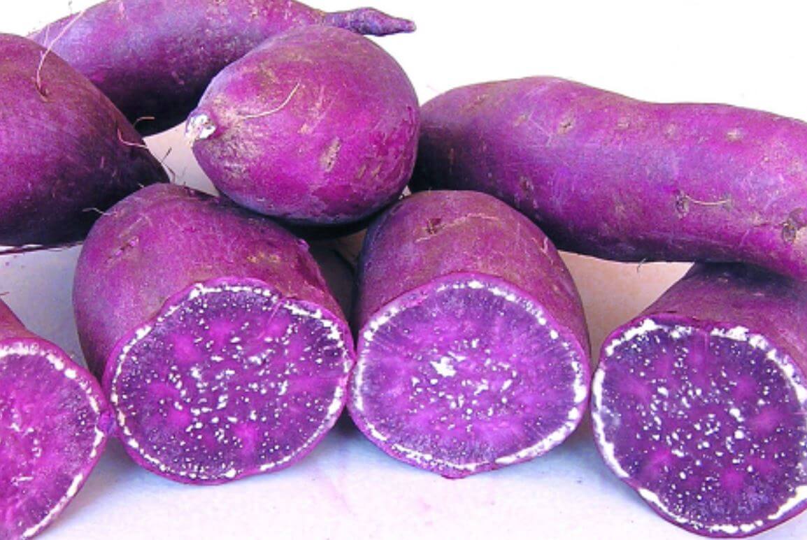 자색 고구마 사진