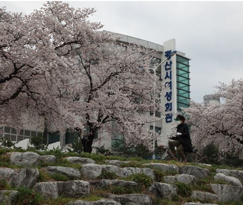 경산 벚꽃
