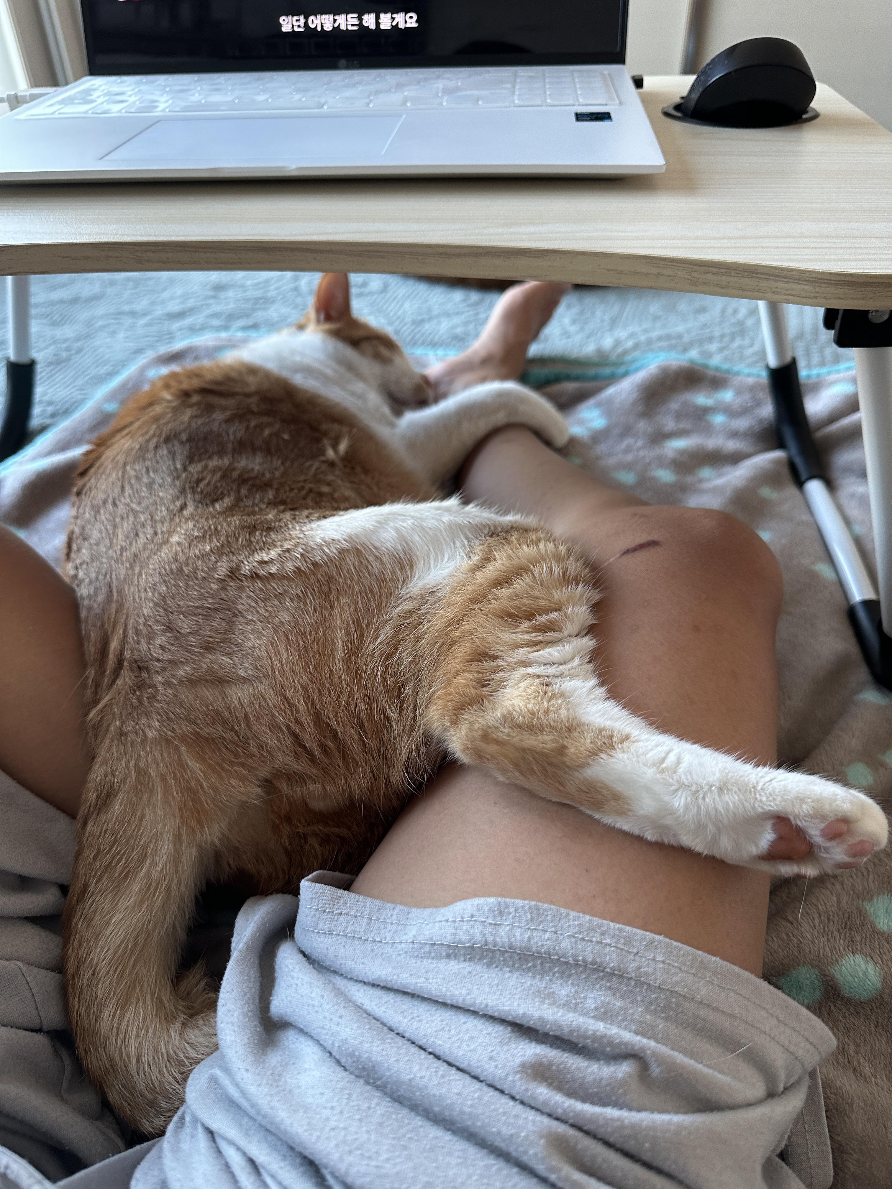 집사_다리_껴안고_자는_치즈냥이_막둥이