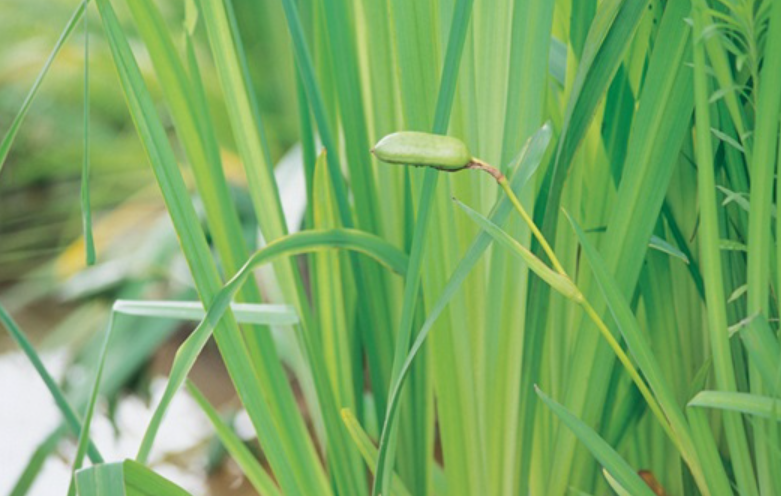 단오날 머리 감는 물, &lsquo;창포물&rsquo;의 의미를 아시나요?