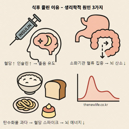 식후 졸린 이유를 설명하는 생리학적 원인 3가지 &ndash; 인슐린 분비, 소화기관 혈류 집중, 탄수화물 섭취에 따른 혈당 스파이크