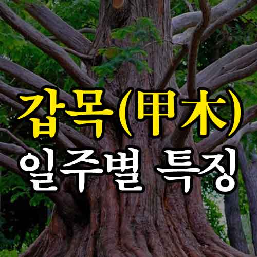 갑목 일주별 특징