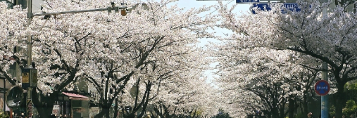 명지 오션시티 갈맷길 벚꽃 명소 총정리 ❘ 부산 봄꽃 여행지 추천