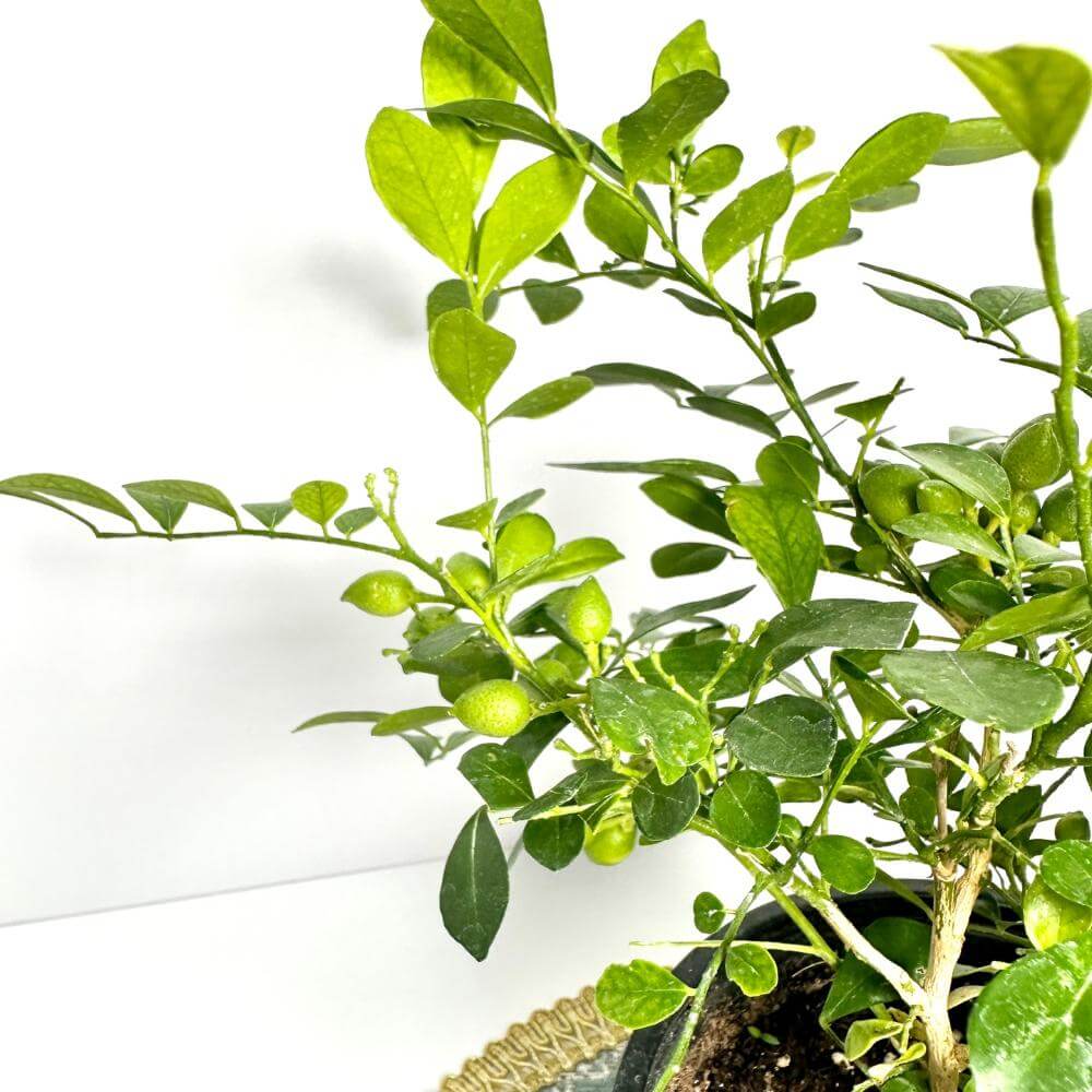 오렌지자스민 키우는법