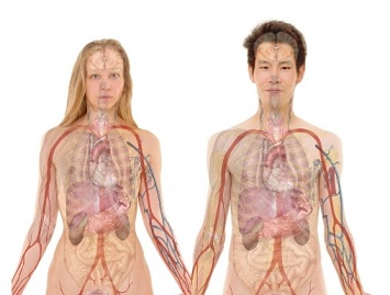 글루타치온 효능 혈액순환