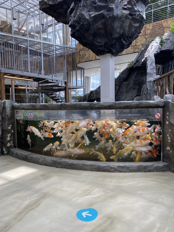 오산버드파크 잉어들