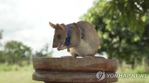 지뢰를 찾아 사람을 보호