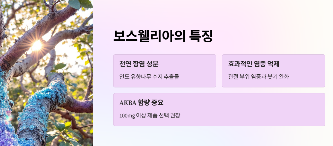 보스웰리아의 특징