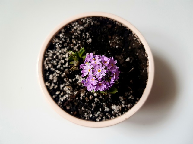 봄철-화분-벌레-퇴치법-날파리-하얀벌레-응애-깍지벌레-천연퇴치제-다육이-벌레제거