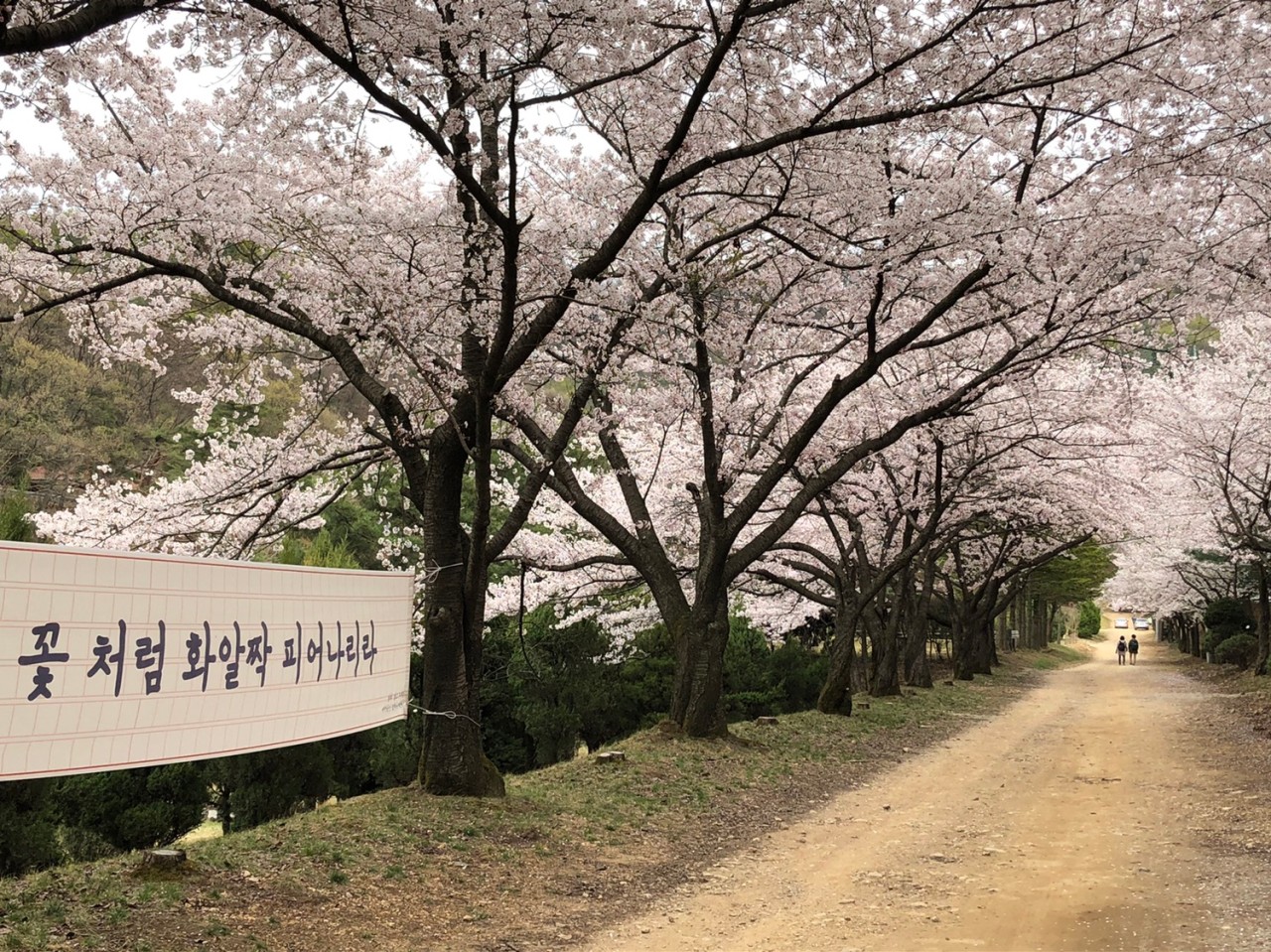벚꽃캠핑 청려수련원