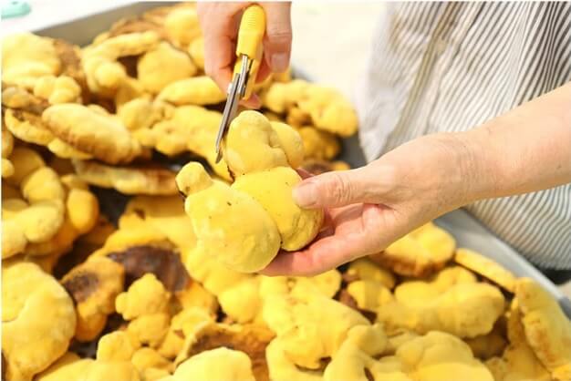 6시내고향 경남 산청 상황버섯 명가 지리산새희망상황버섯 주문방법