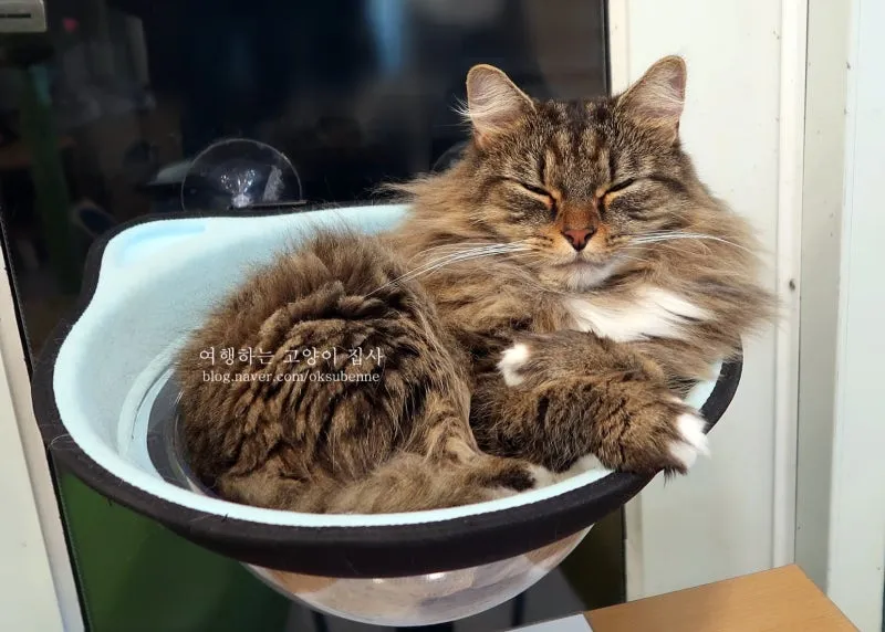노르웨이숲 고양이 유전병 분양 털빠짐_5