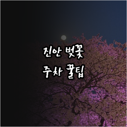 진안군 벚꽃 개화 일정 및 마이산 남..