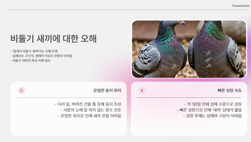 비둘기 새끼에 대한 오해