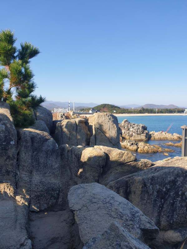 바위 사이에 나무가 있고 절벽 아래는 바다가 보인다.