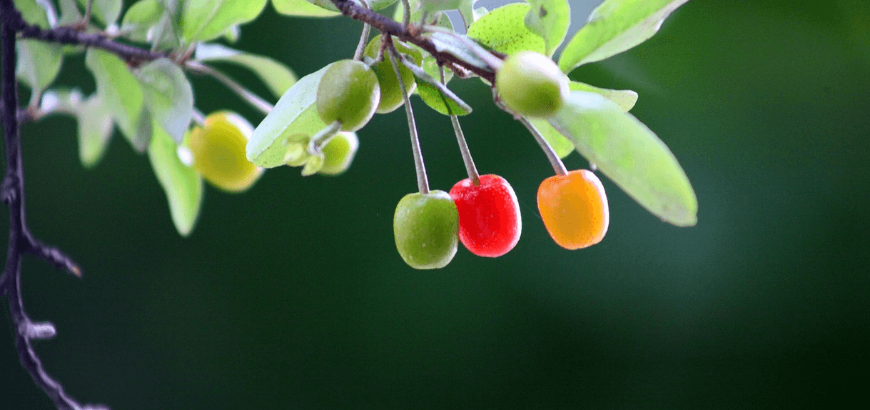 보리수 열매 사진 - 11