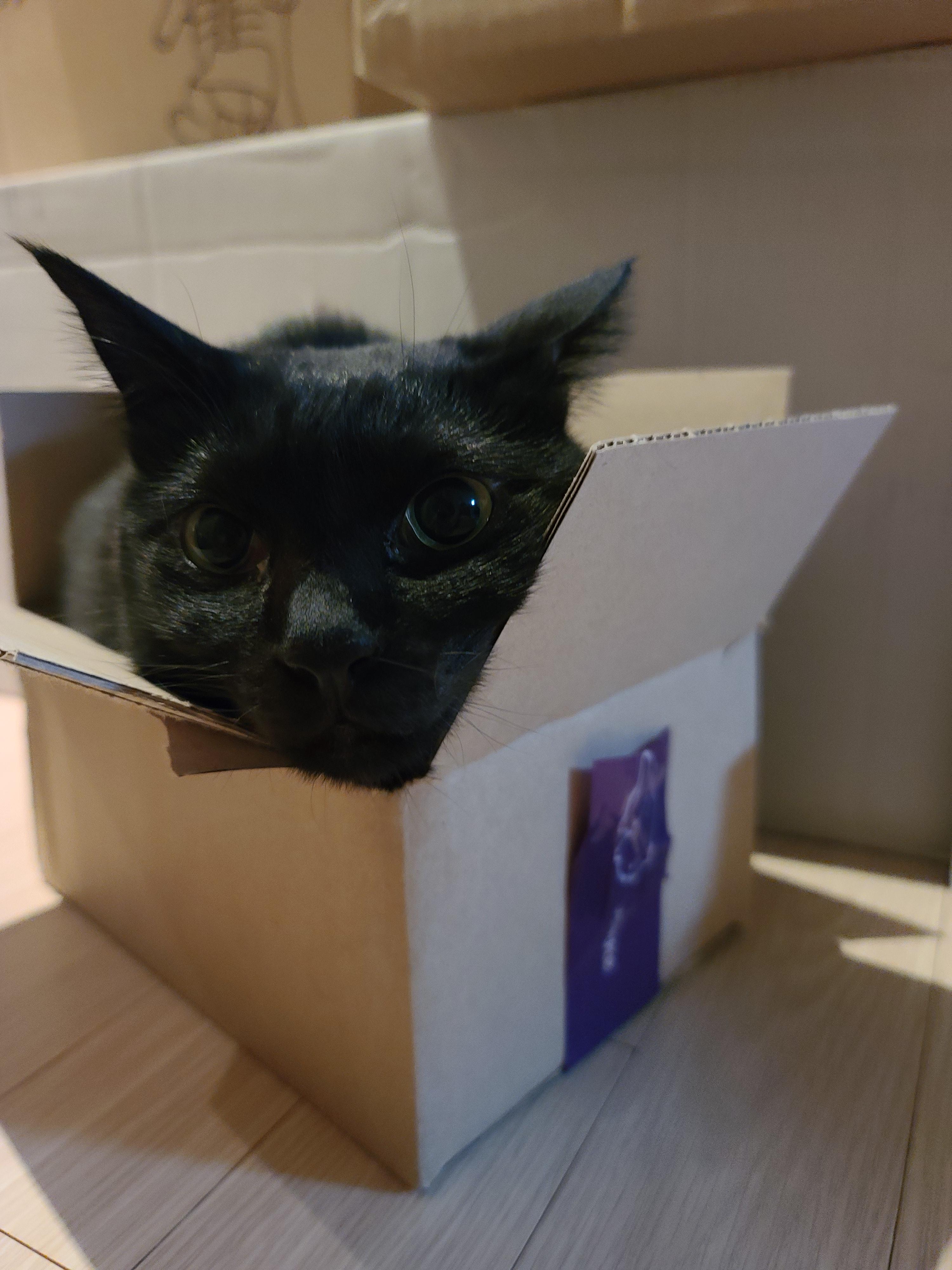 고양이 오메가3