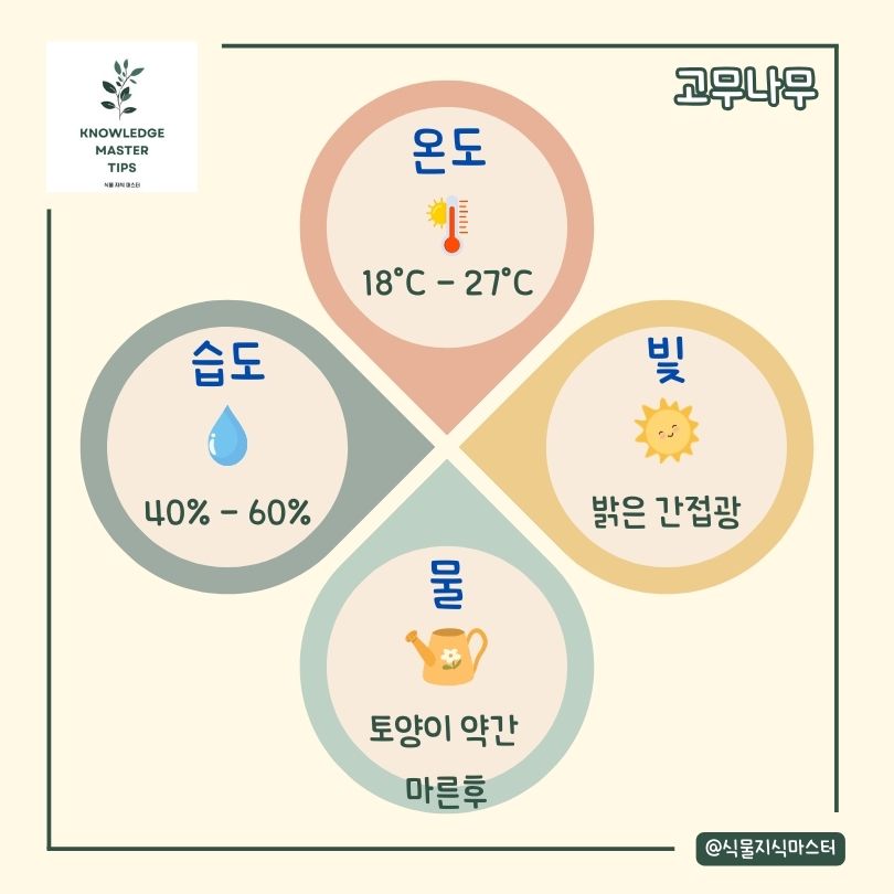 고무나무 키우기 기본 관리 방법