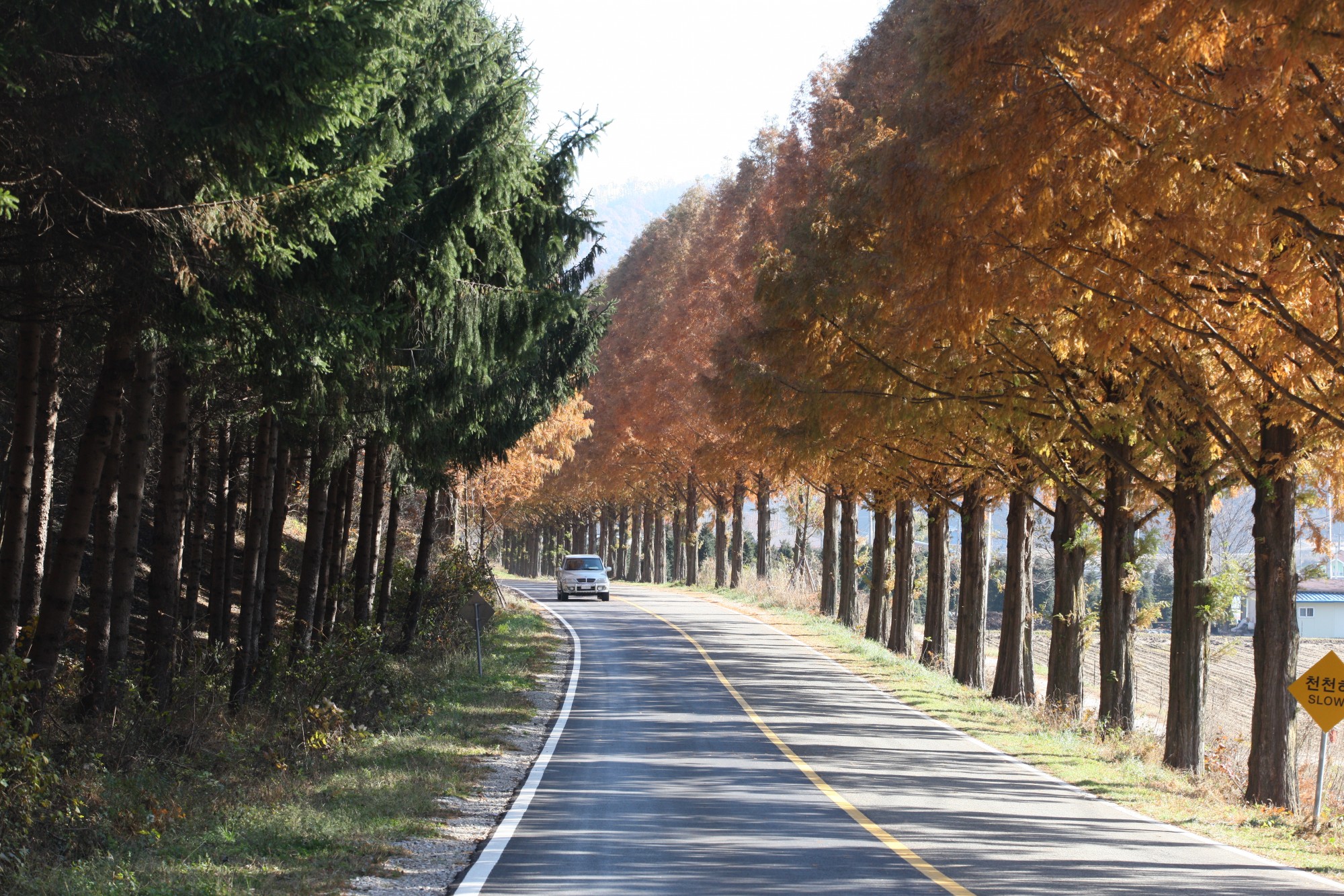전북 진안 : 부귀 메타세쿼이아길 (사계절 아름다운 사진 명소)