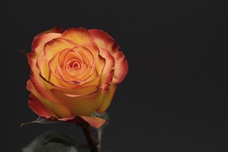 곡성세계장미축제