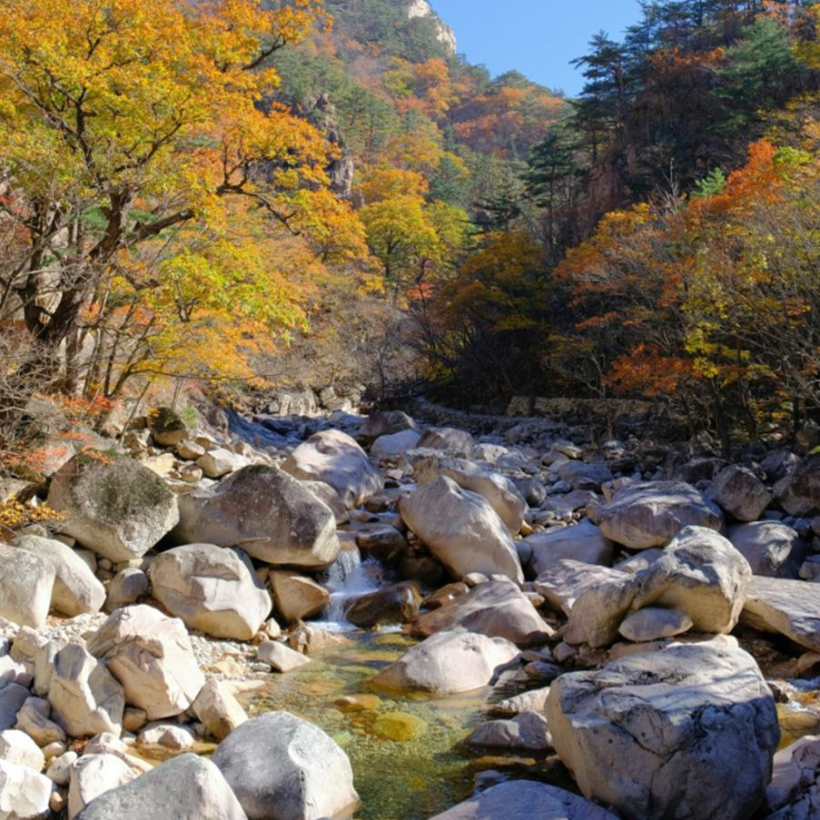 내장산단풍터널