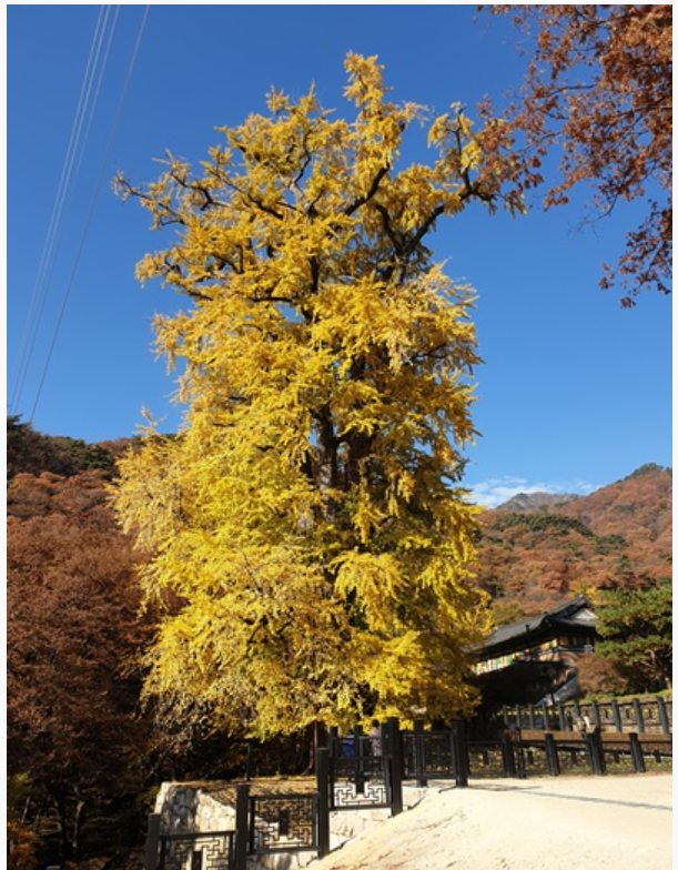 용문사 은행나무