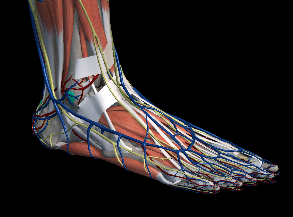 발목 터널 증후군(족근관 증후군)
