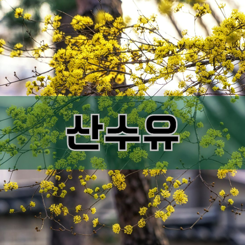 5월 탄생화