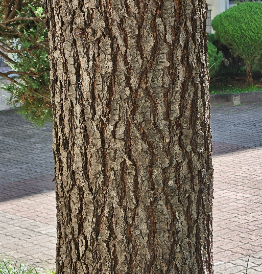 개잎갈나무 수피