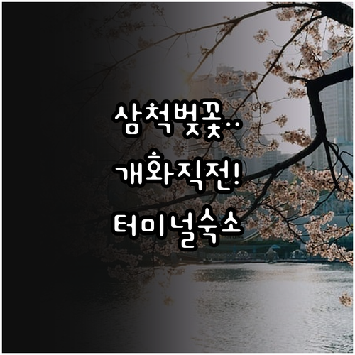 삼척 벚꽃 개화 전망 및 터미널 근처..