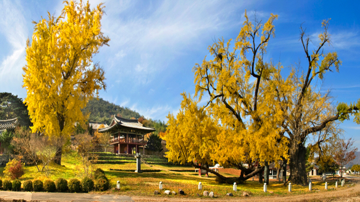 달성 도동서원 은행나무