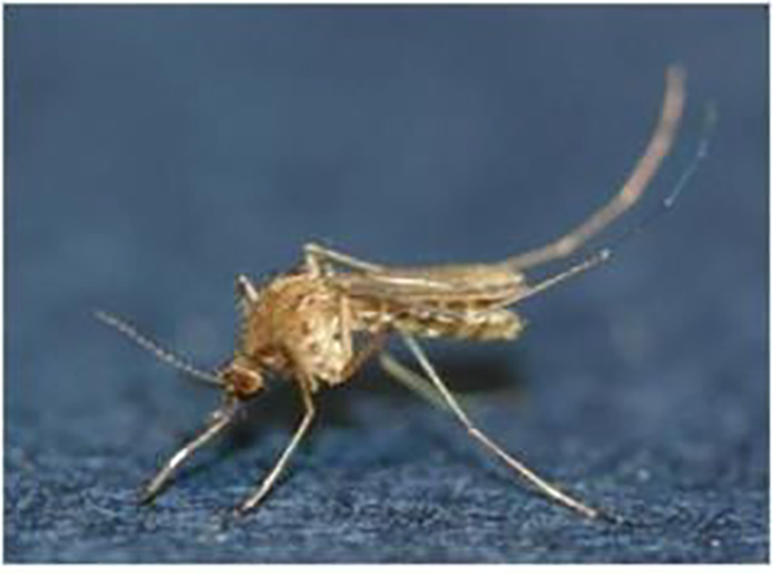 일본뇌염 증상, 감염 모기, 예방접종