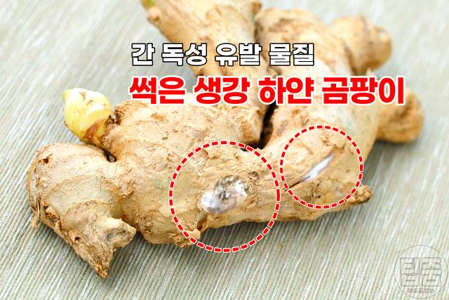 썩은 생강 구별법 김장양념 만들기