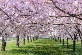 벚꽃개화시기