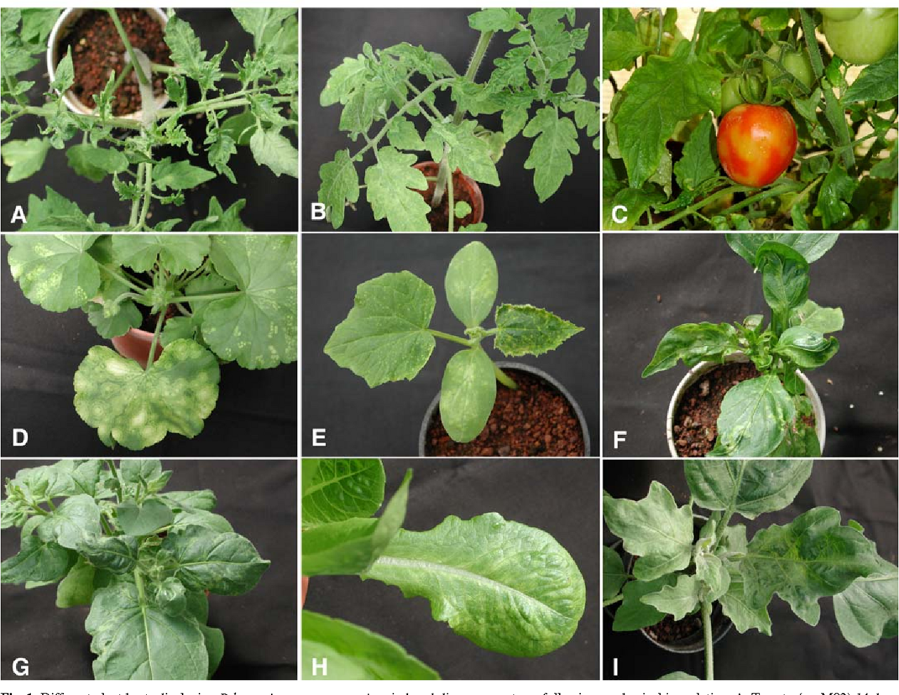 펠라고늄반점바이러스에 감염된 펠라고늄